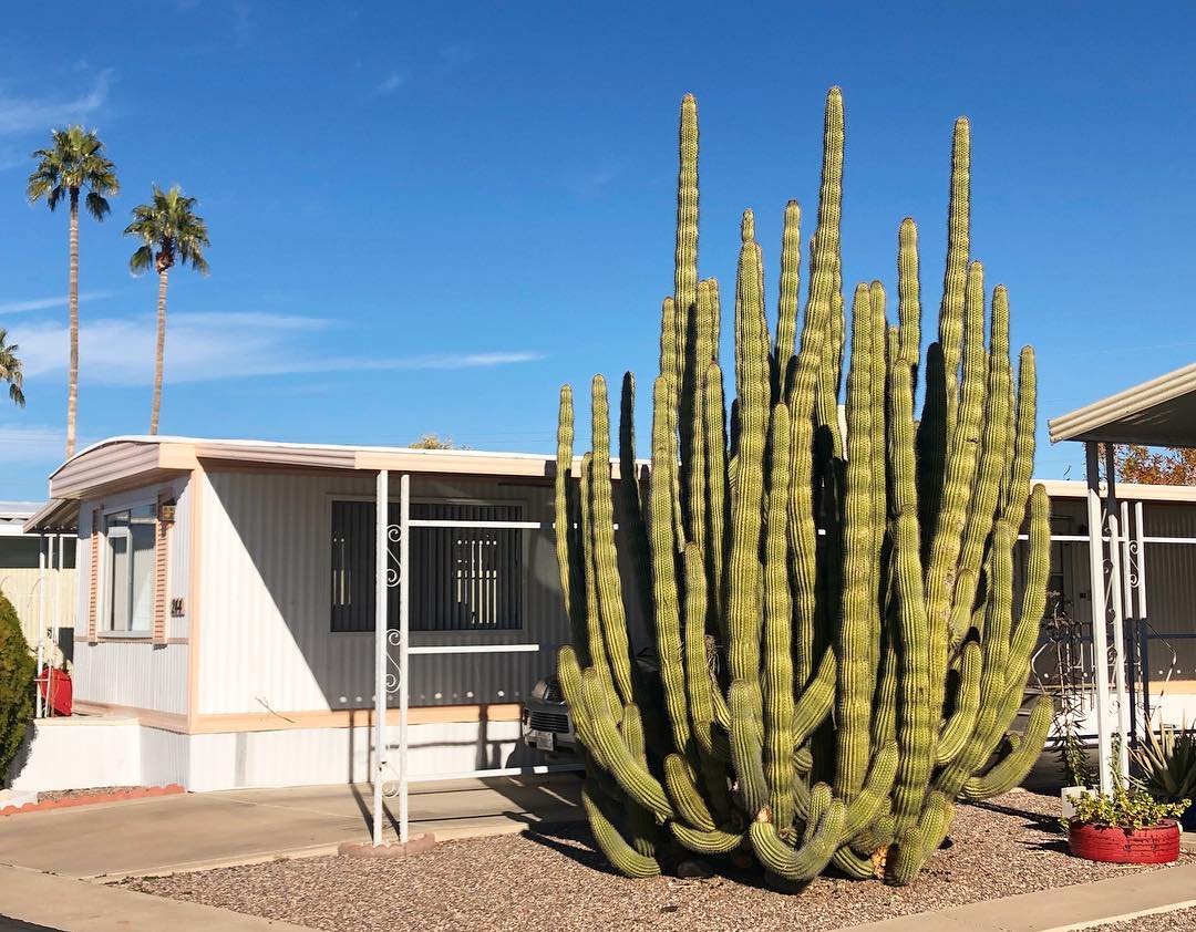 Organ Pipe Cactus Plant Care Water, Light, Nutrients Greg App 🌱