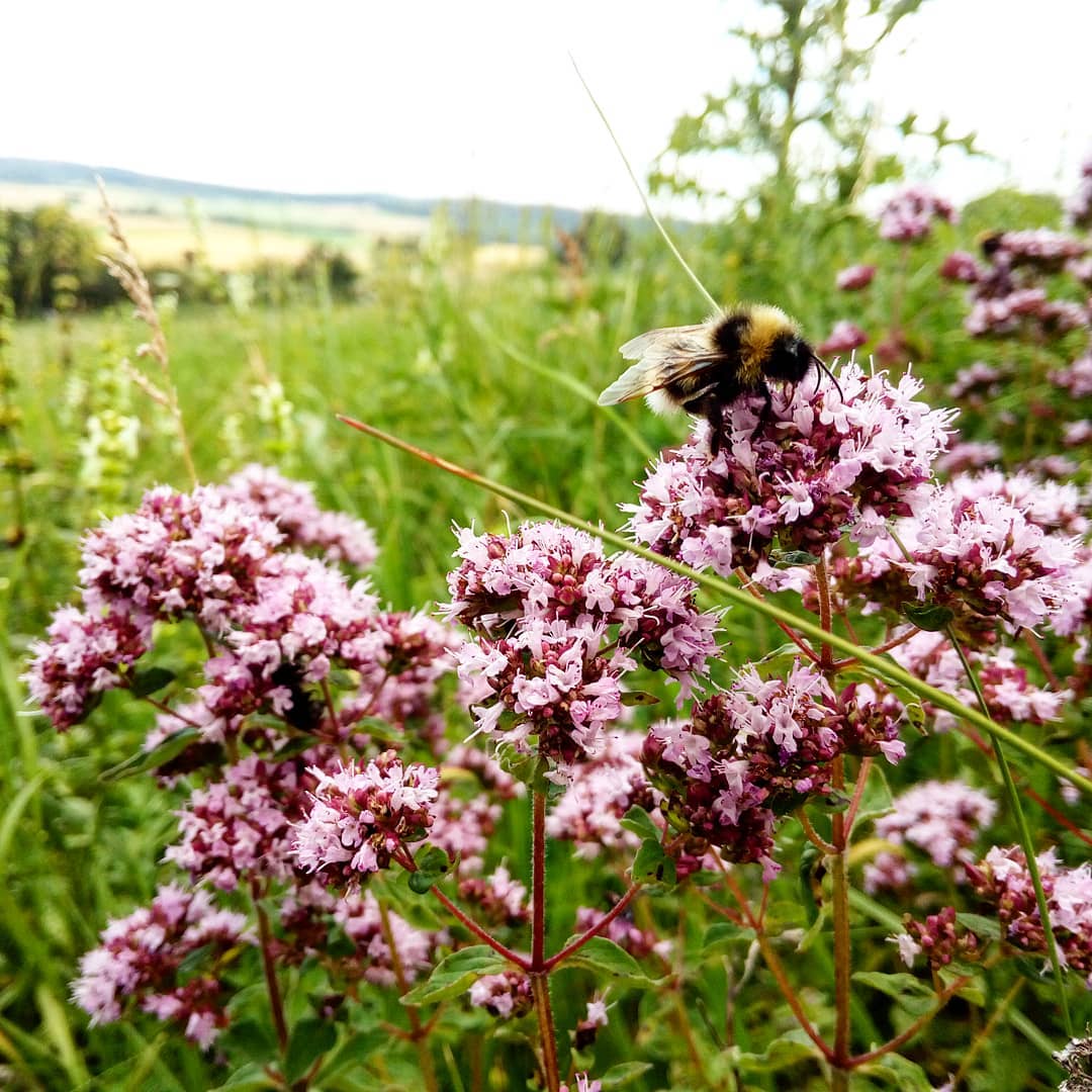The Complete Oregano Plant Care Guide Water, Light & Beyond