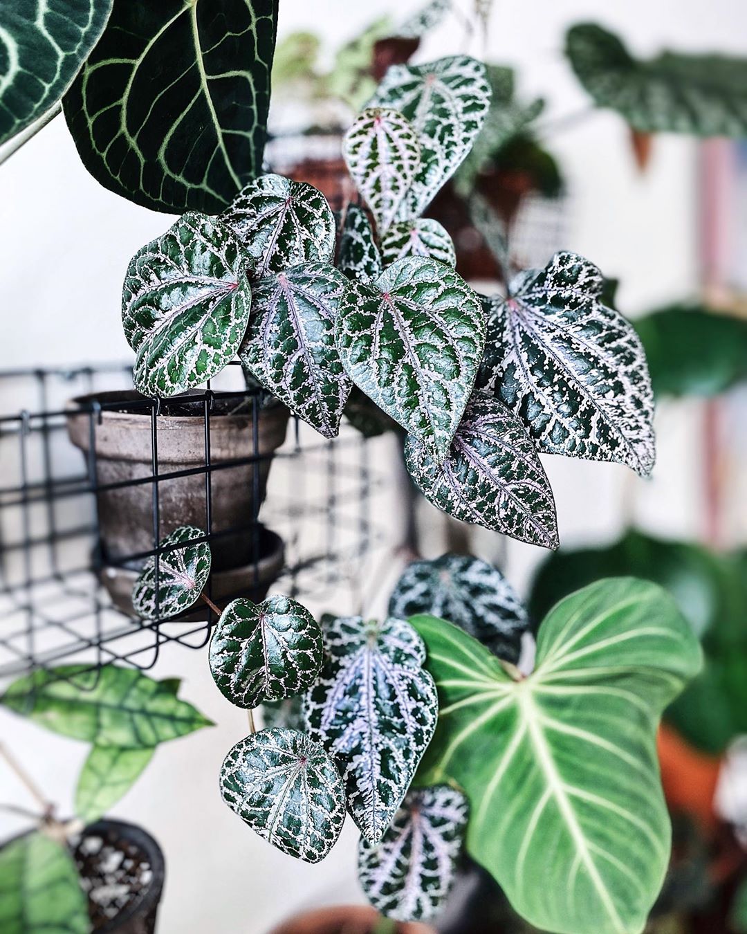The Complete Ornamental Pepper Plant Care Guide: Water, Light &amp; Beyond