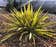 Calculate water needs of Yucca