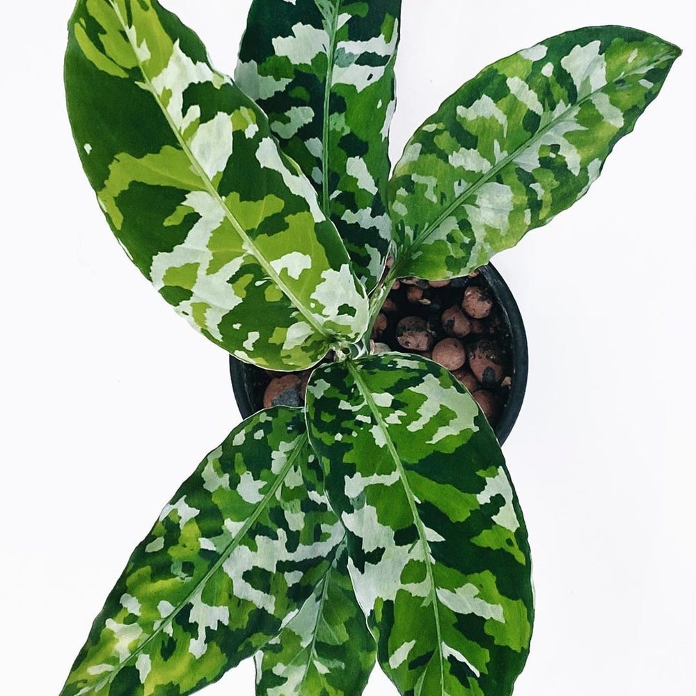 Photo of the plant species Aglaonema 'Tricolor' on Greg, the plant care app