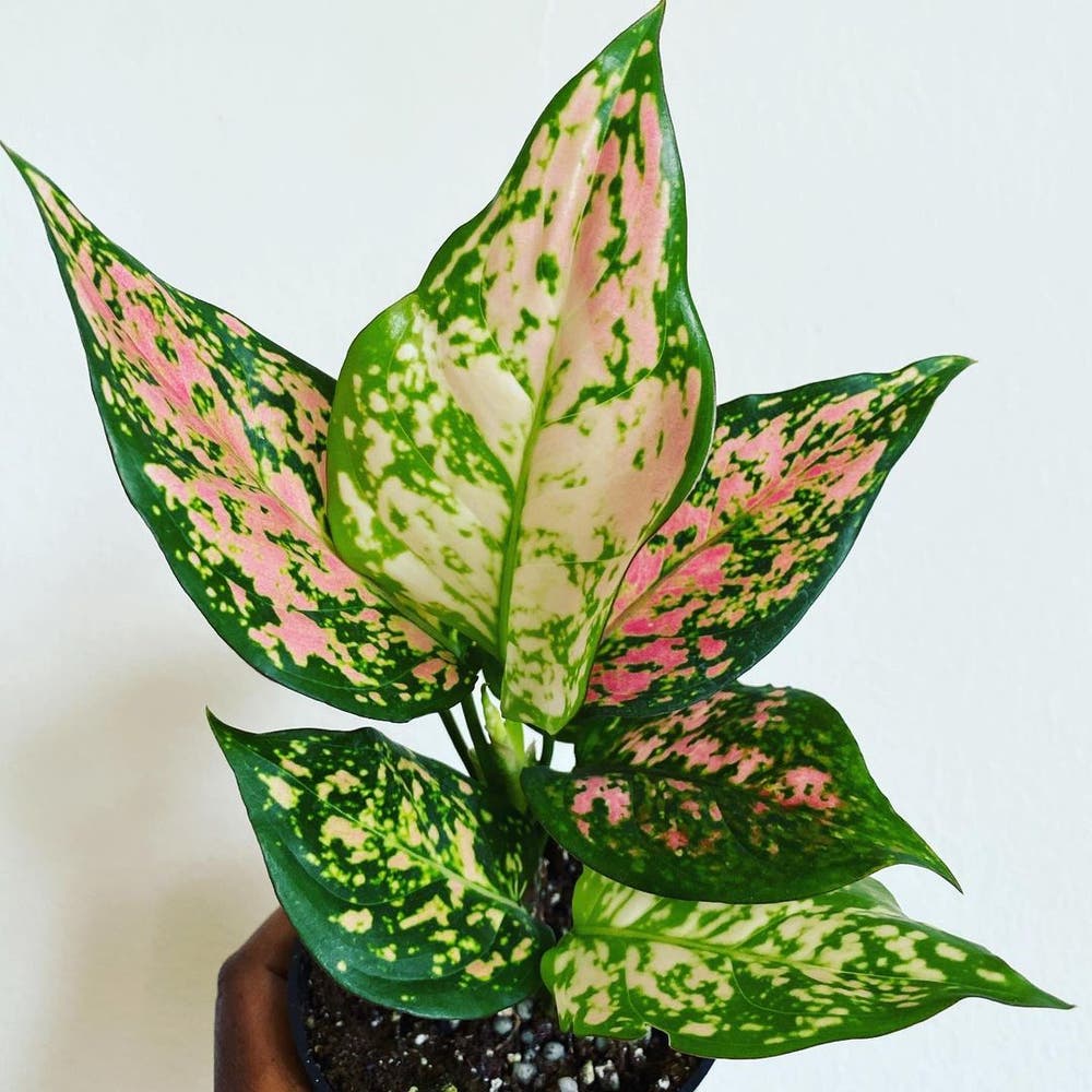Photo of the plant species Aglaonema 'Favonian' on Greg, the plant care app