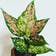 Calculate water needs of Aglaonema 'Favonian'