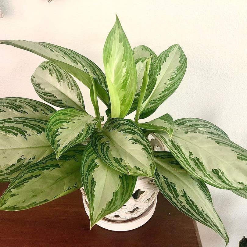 Photo of the plant species Silver Bay Aglaonema on Greg, the plant care app