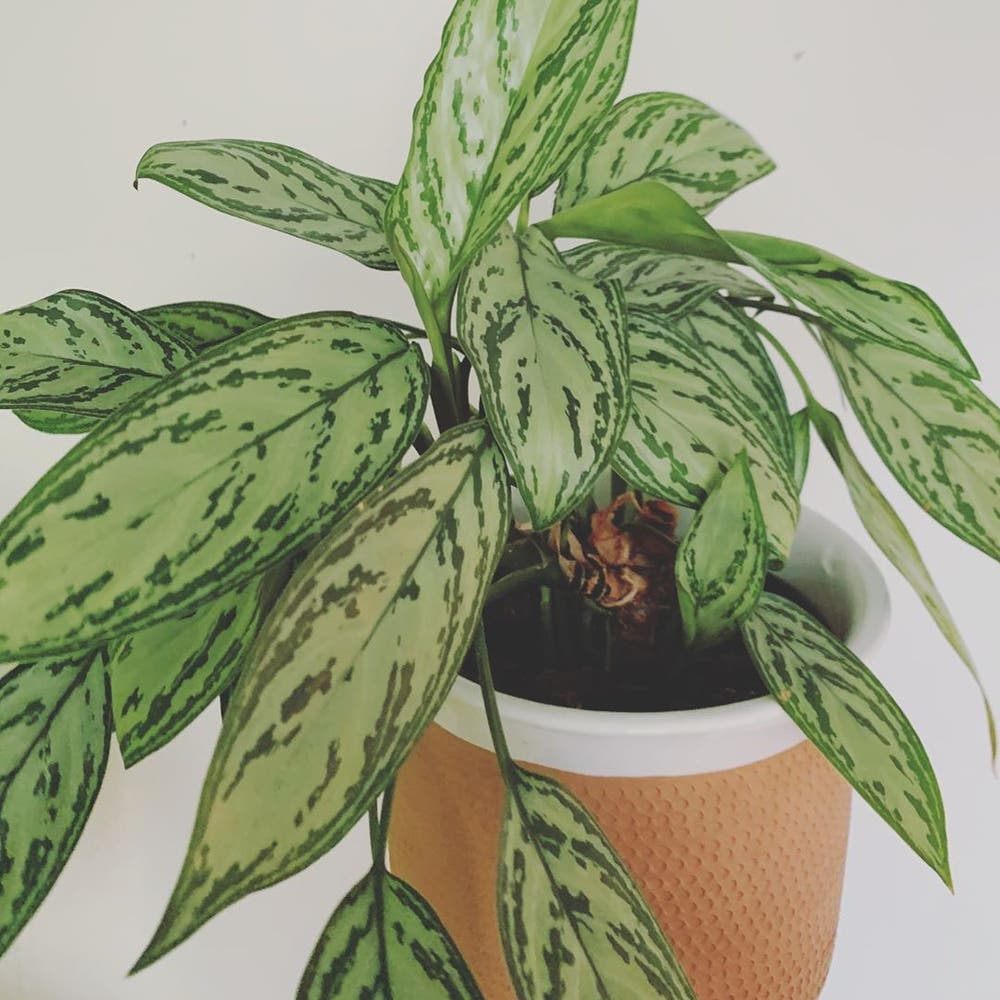 Photo of the plant species Aglaonema 'Silver III' on Greg, the plant care app