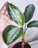 Calculate water needs of Aglaonema 'Silver Moon'