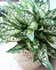 Calculate water needs of Aglaonema 'Spring Snow'