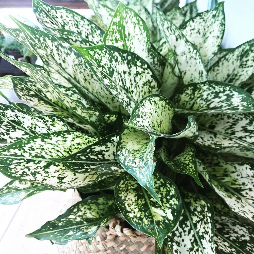 Photo of the plant species Aglaonema 'Spring Snow' on Greg, the plant care app