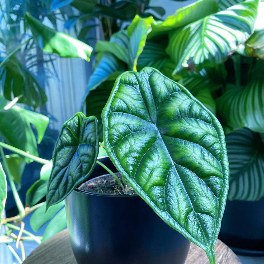 Photo of the plant species Alocasia 'Dragon Scale' on Greg, the plant care app