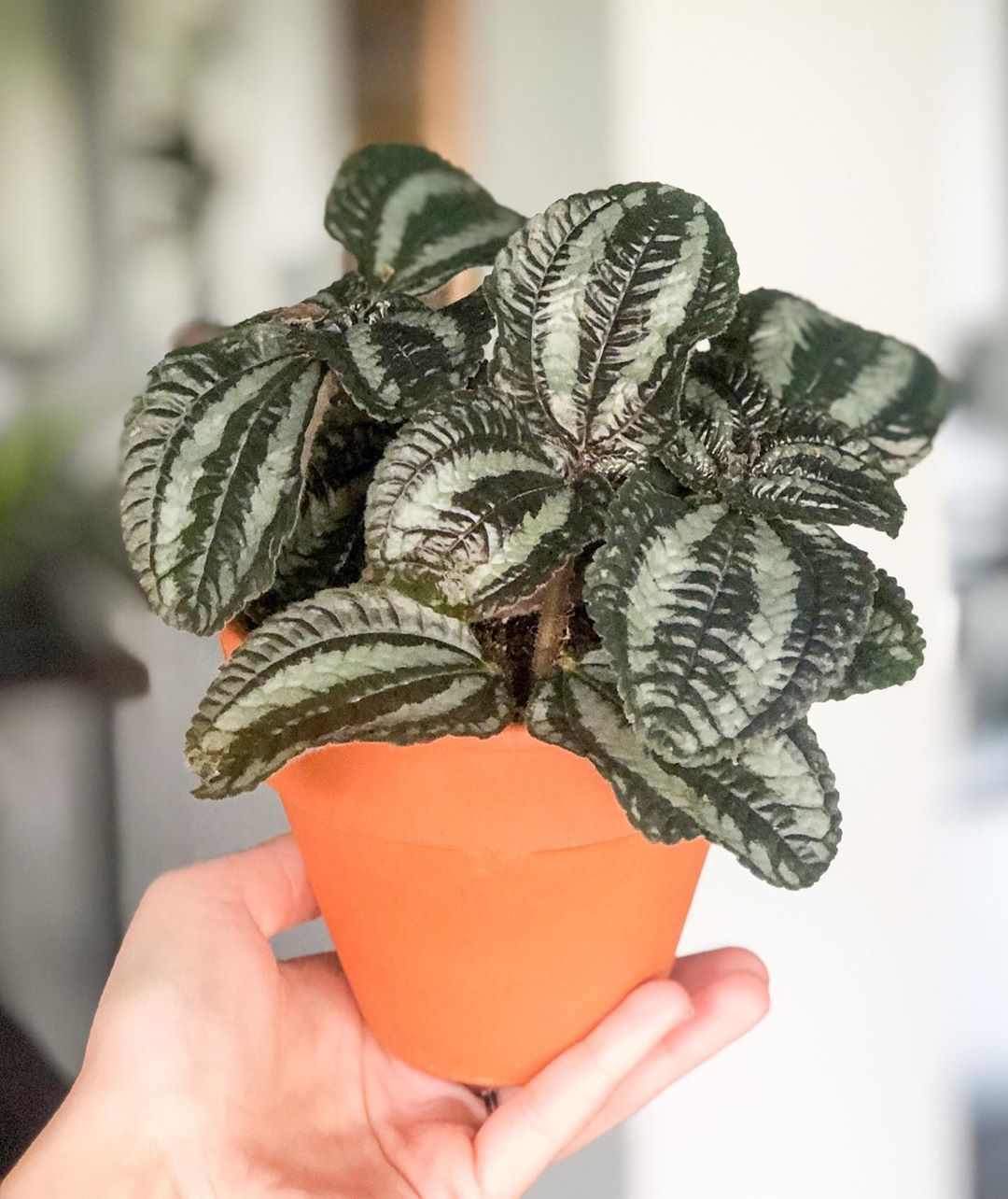 Aluminum Plant Plant Care Water, Light, Nutrients Greg App 🌱