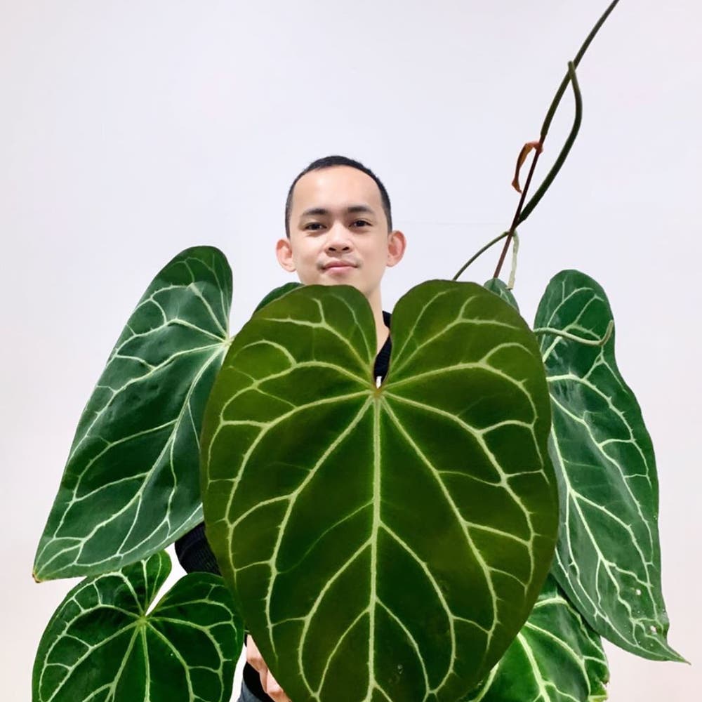 Photo of the plant species Anthurium magnificum on Greg, the plant care app