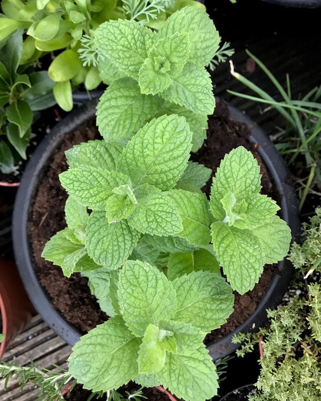 How to Care for Apple Mint Mastering Water, Sunlight & More