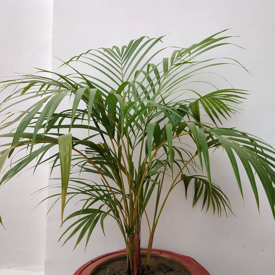 Areca Palm Plant Care Water, Light, Nutrients Greg App 🌱