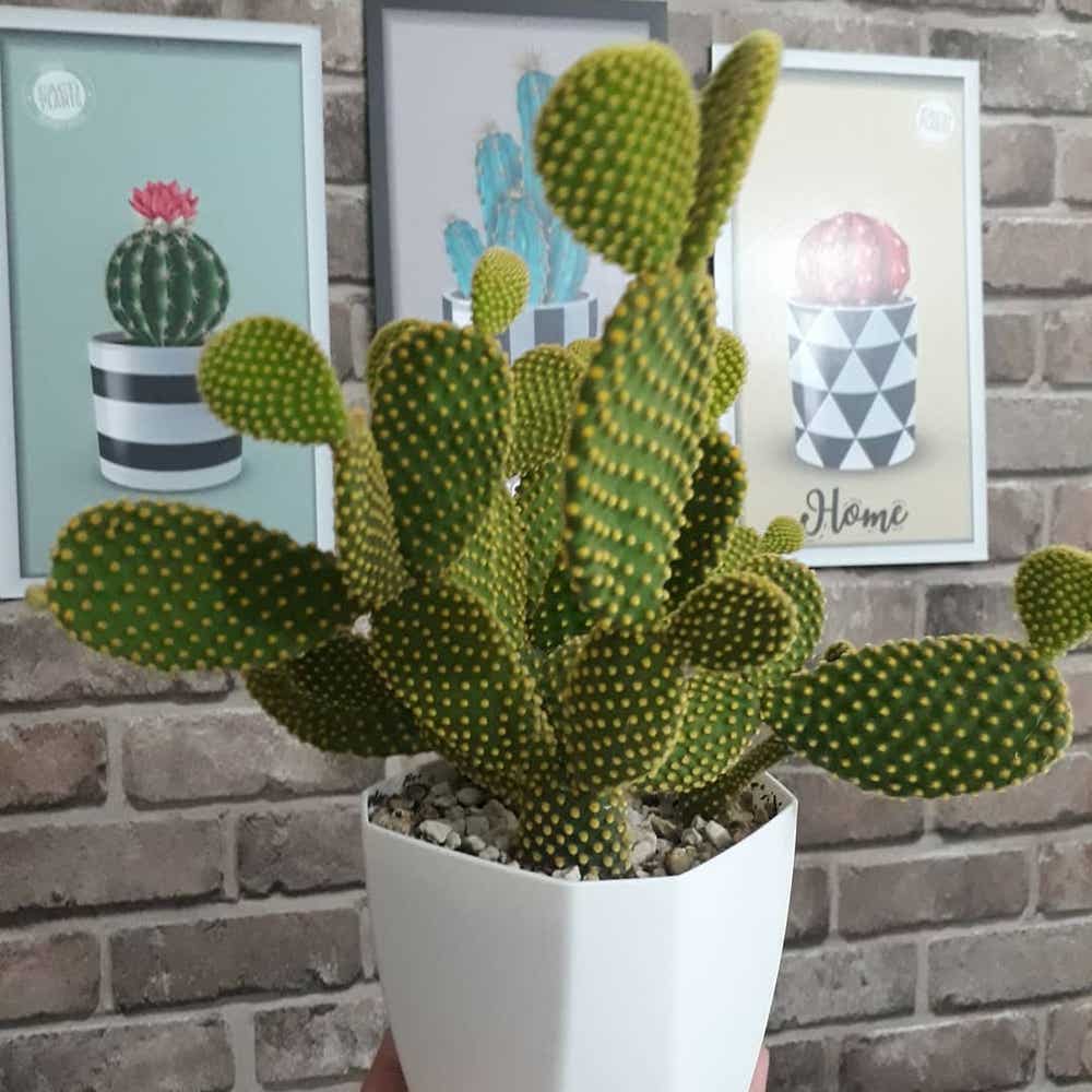 fornærme Bank Udstyr Personalized Bunny Ears Cactus Care: Water, Light, Nutrients | Greg App