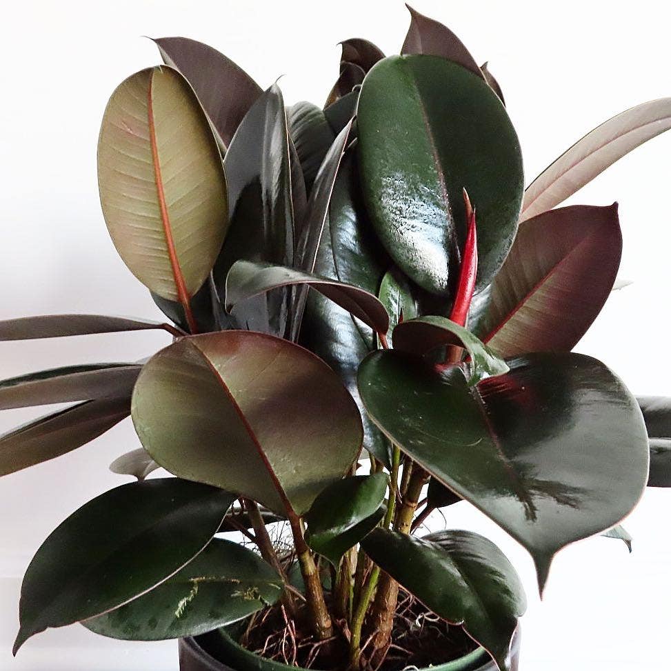 Photo of the plant species Burgundy Rubber Tree on Greg, the plant care app