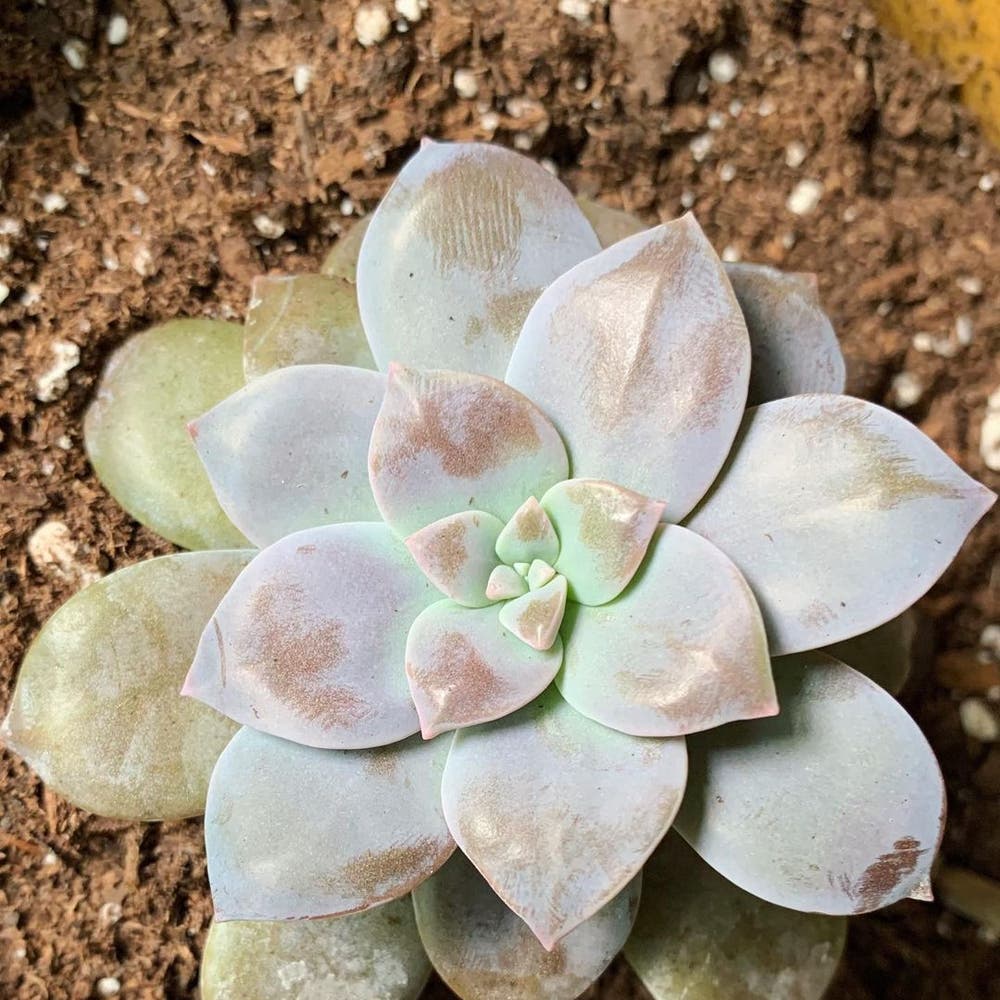 Photo of the plant species Beautiful Graptopetalum on Greg, the plant care app