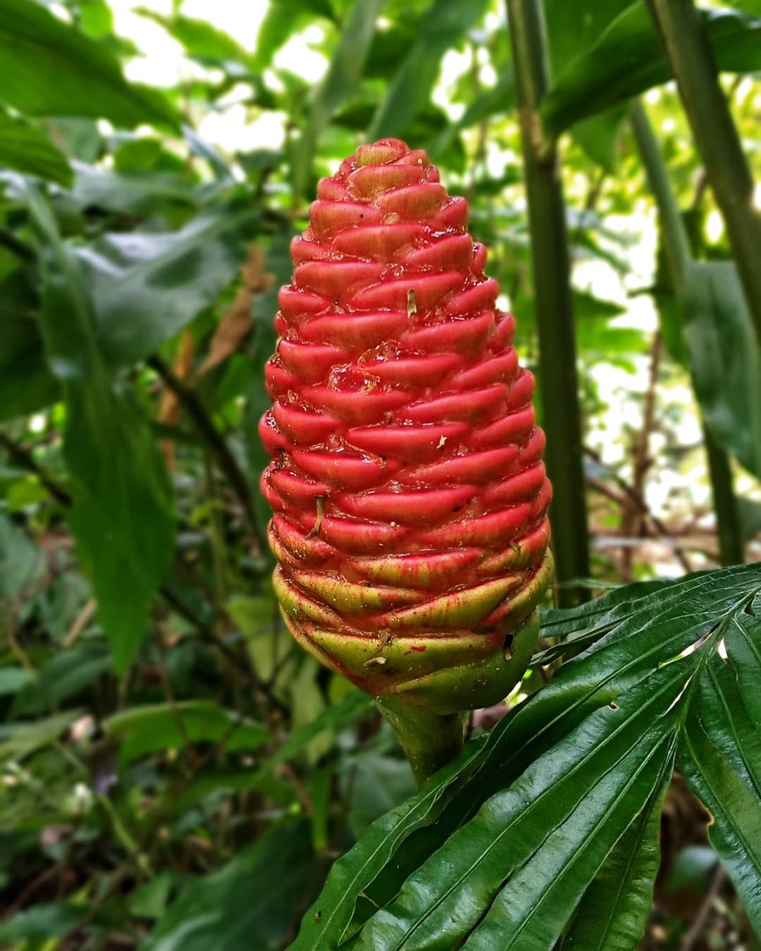 How to Care for Bitter Ginger Mastering Water, Sunlight & More