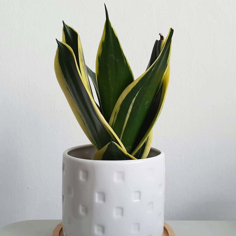 Photo of the plant species Black Star Snake Plant on Greg, the plant care app