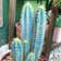 Calculate water needs of Blue Columnar Cactus