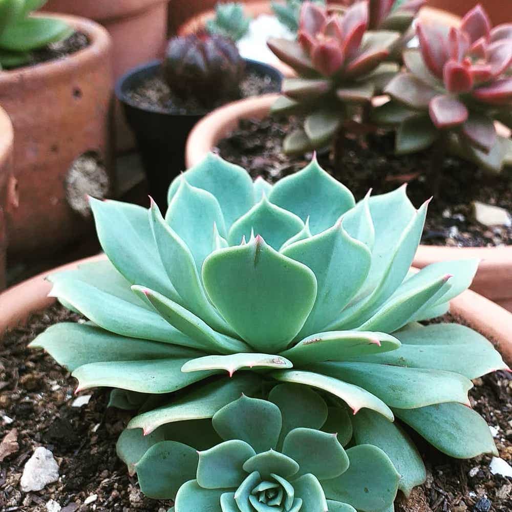 Photo of the plant species Echeveria Secunda on Greg, the plant care app