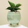 Calculate water needs of Blue Sansevieria
