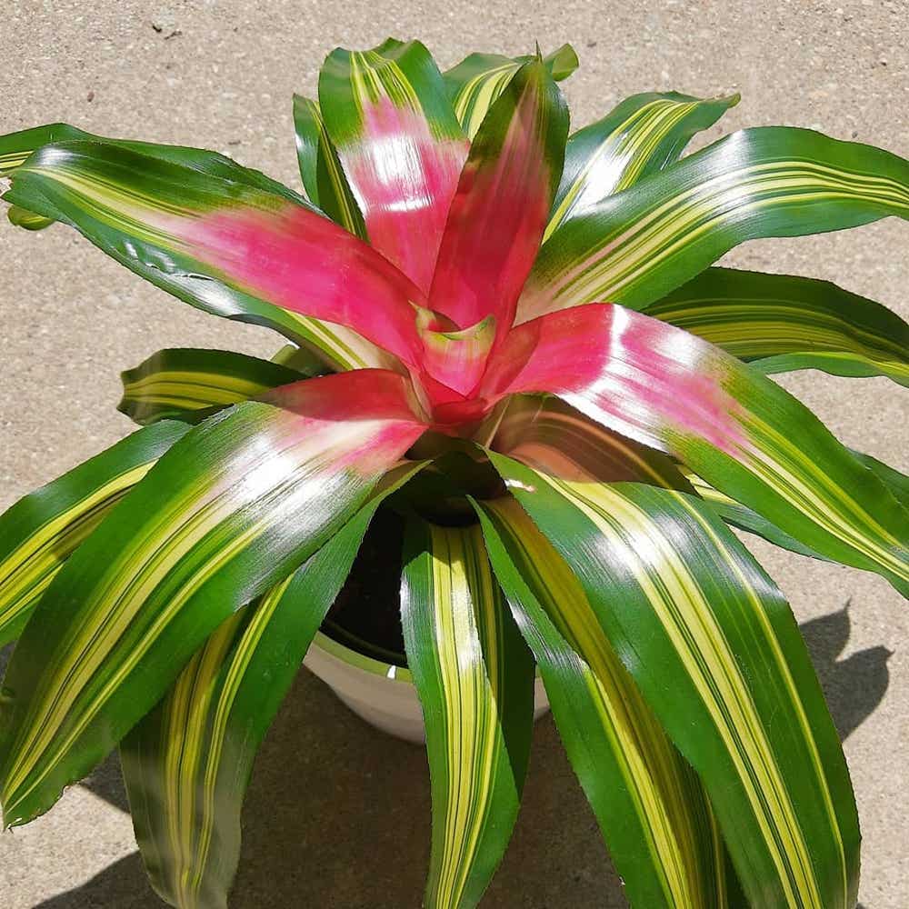 Photo of the plant species Blushing Bromeliad on Greg, the plant care app