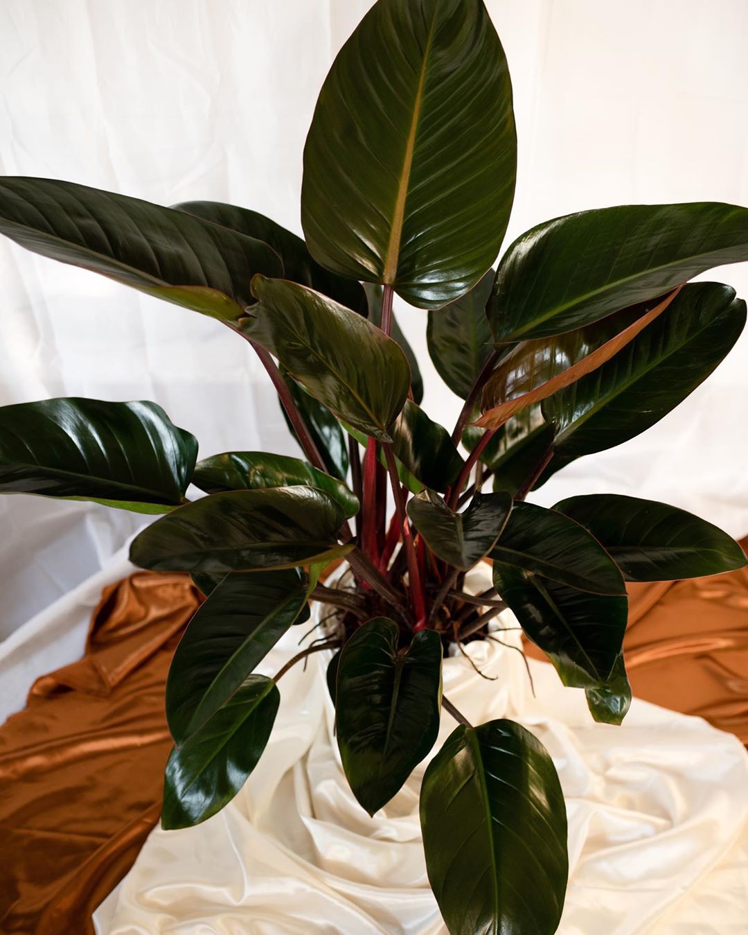 Personalized Blushing Philodendron Care Water, Light, Nutrients Greg App