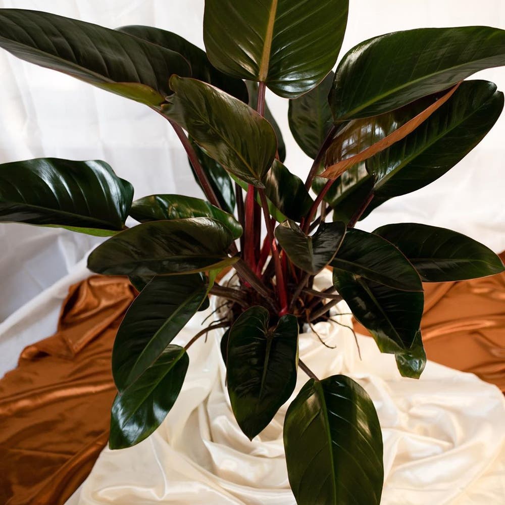 Photo of the plant species Blushing Philodendron on Greg, the plant care app