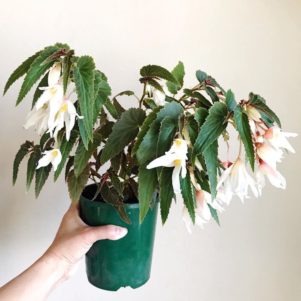 Photo of the plant species Bolivian Begonia on Greg, the plant care app