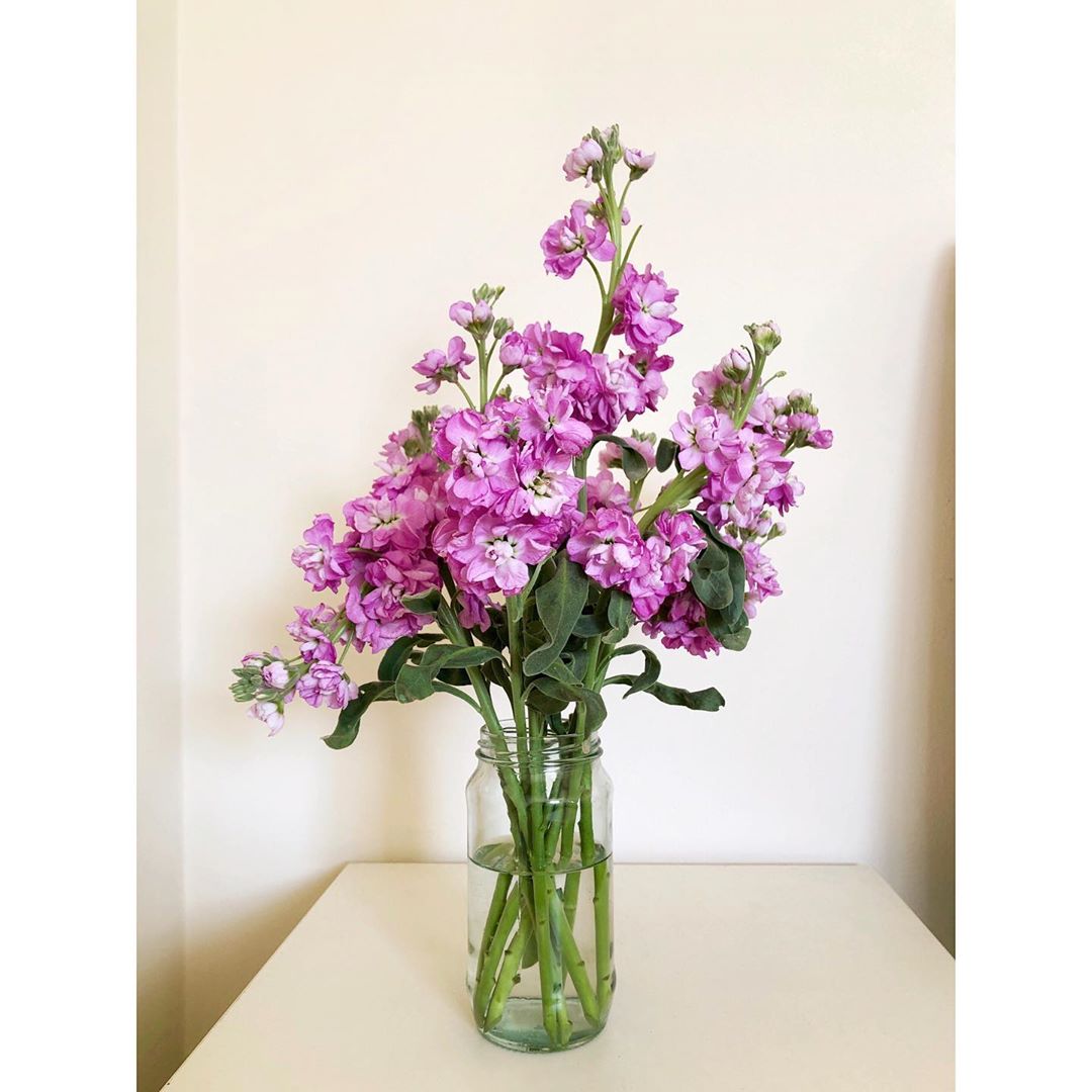 Brompton Stock Plant Care Water, Light, Nutrients Greg App 🌱