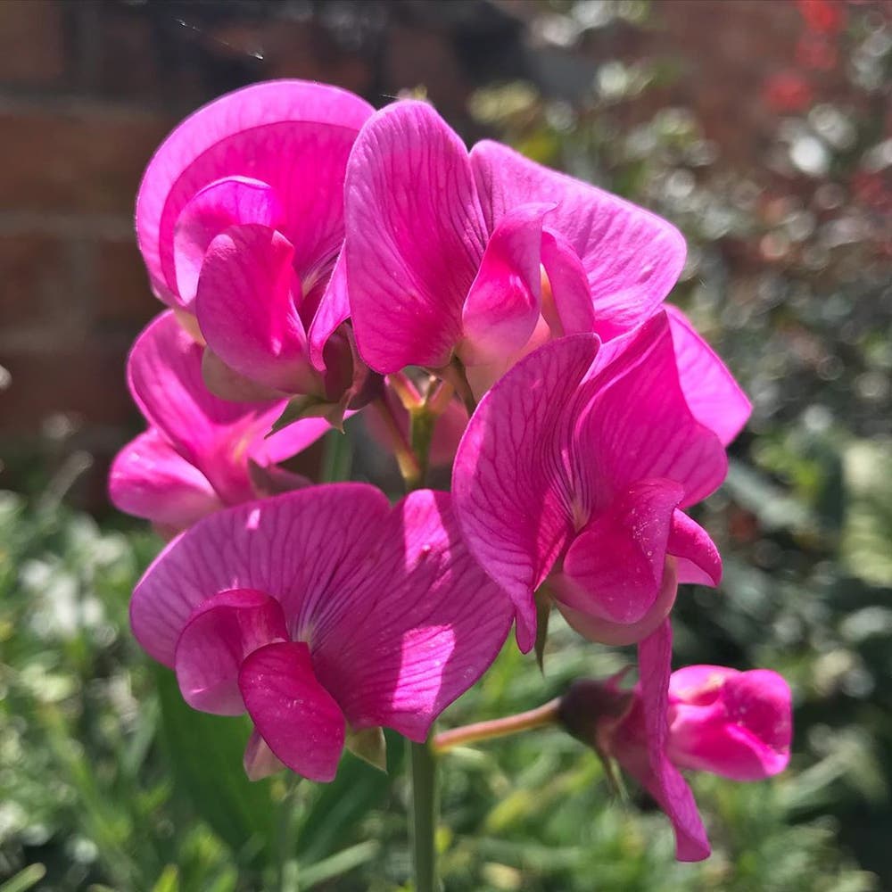Photo of the plant species Broad-Leaved Sweet Pea on Greg, the plant care app