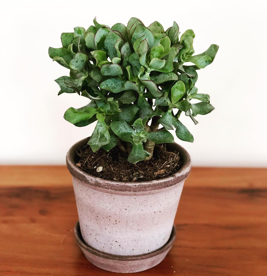 Ripple Jade Plant Care Water, Light, Nutrients Greg App 🌱