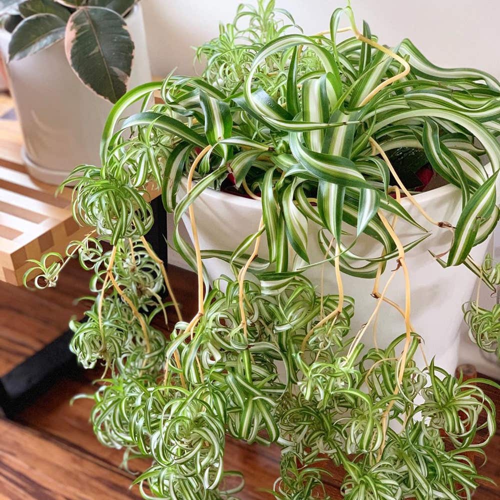How to care for spider plants