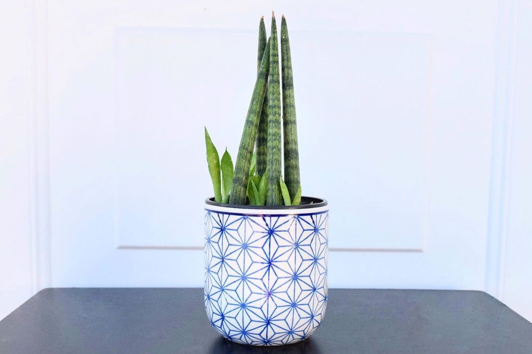 Cylindrical Snake Plant Care 101 Water, Light & Growing Tips