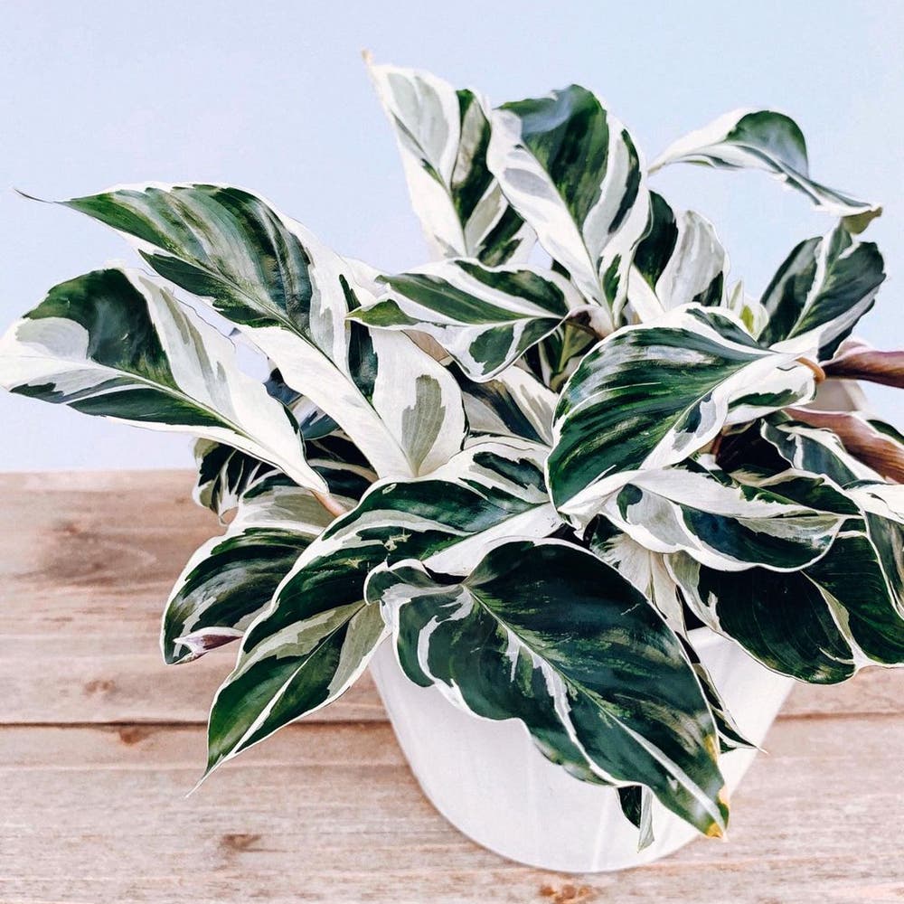 Photo of the plant species Calathea 'White Fusion' on Greg, the plant care app