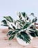 Calculate water needs of Calathea 'White Fusion'
