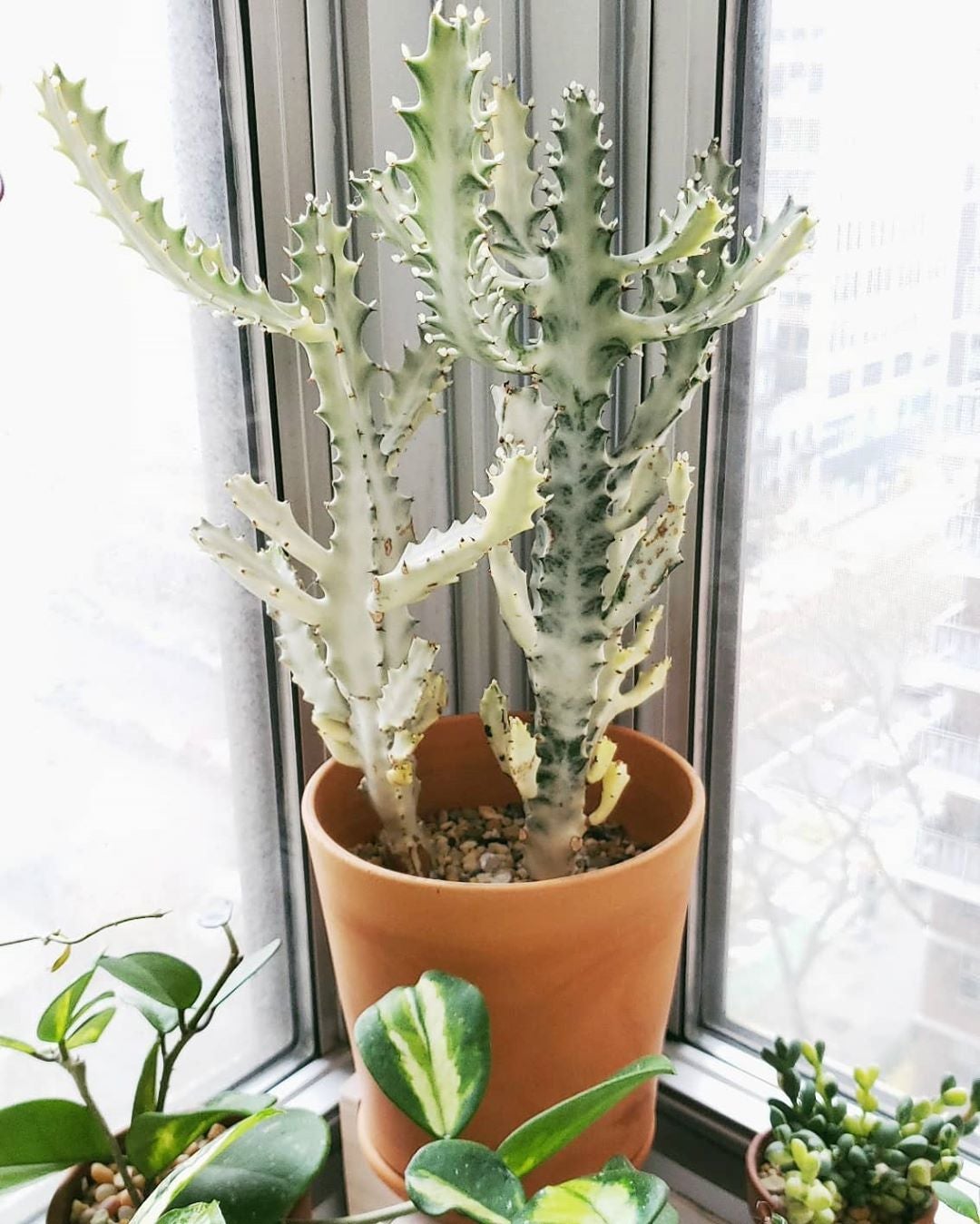 Candelabra Cactus Plant Care Water, Light, Nutrients Greg App 🌱