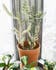Calculate water needs of Euphorbia Lactea