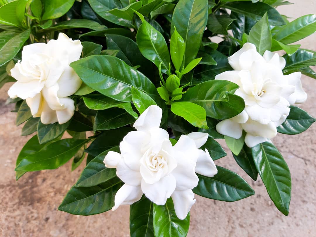 Keep Your Cape Jasmine Alive Light, Water & Care Instructions