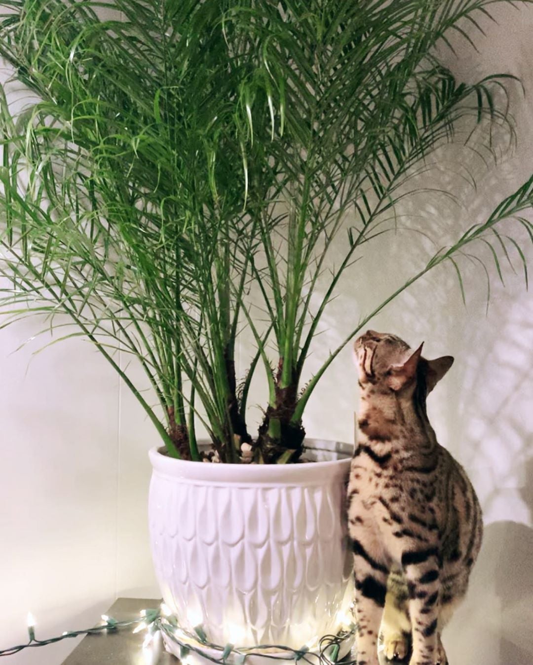 Cat Palm Plant Care Water, Light, Nutrients Greg App 🌱