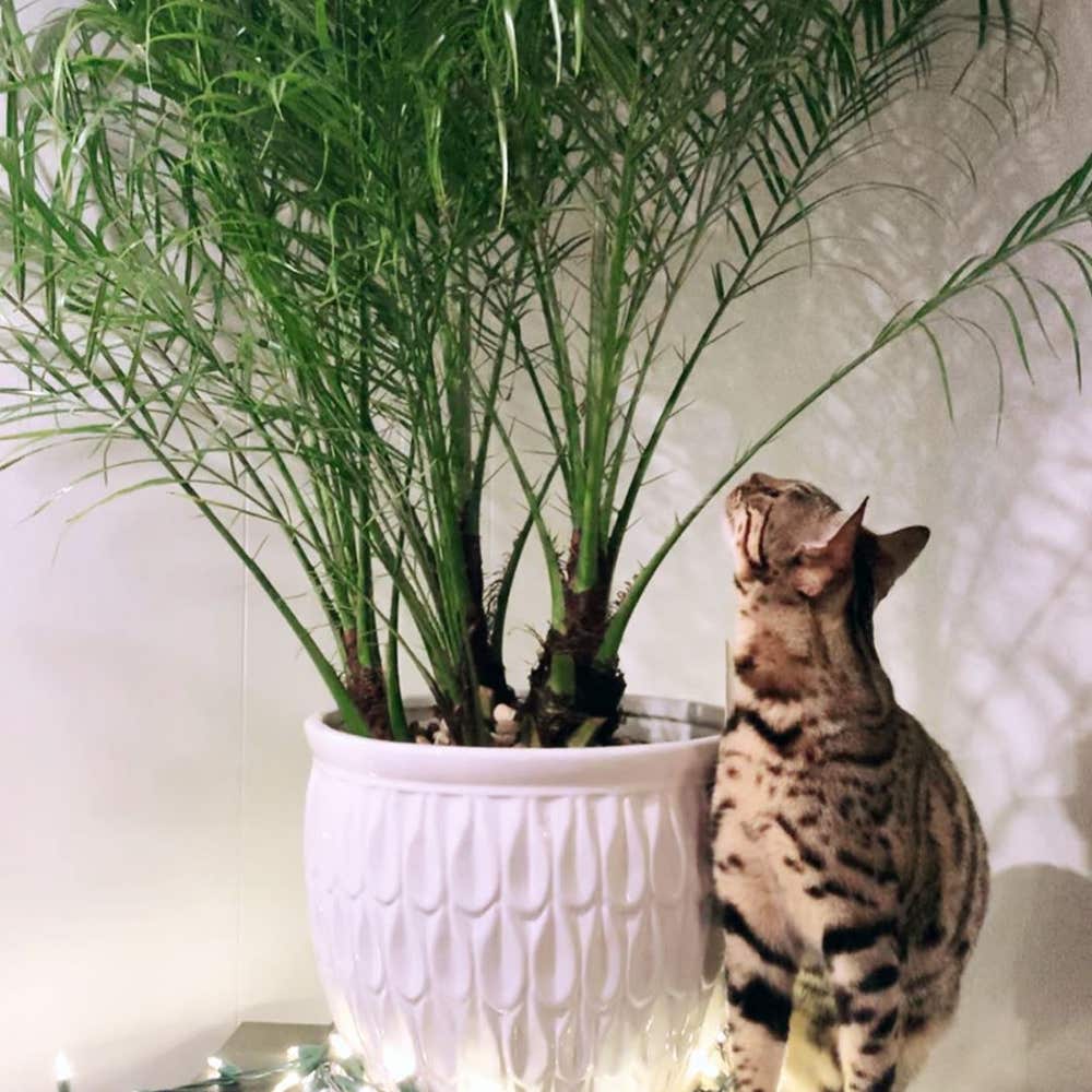 Photo of the plant species Cat Palm on Greg, the plant care app