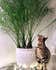 Calculate water needs of Cat Palm