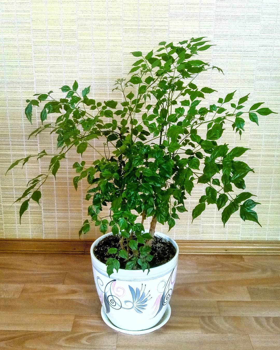 The Complete China Doll Plant Plant Care Guide Water, Light & Beyond