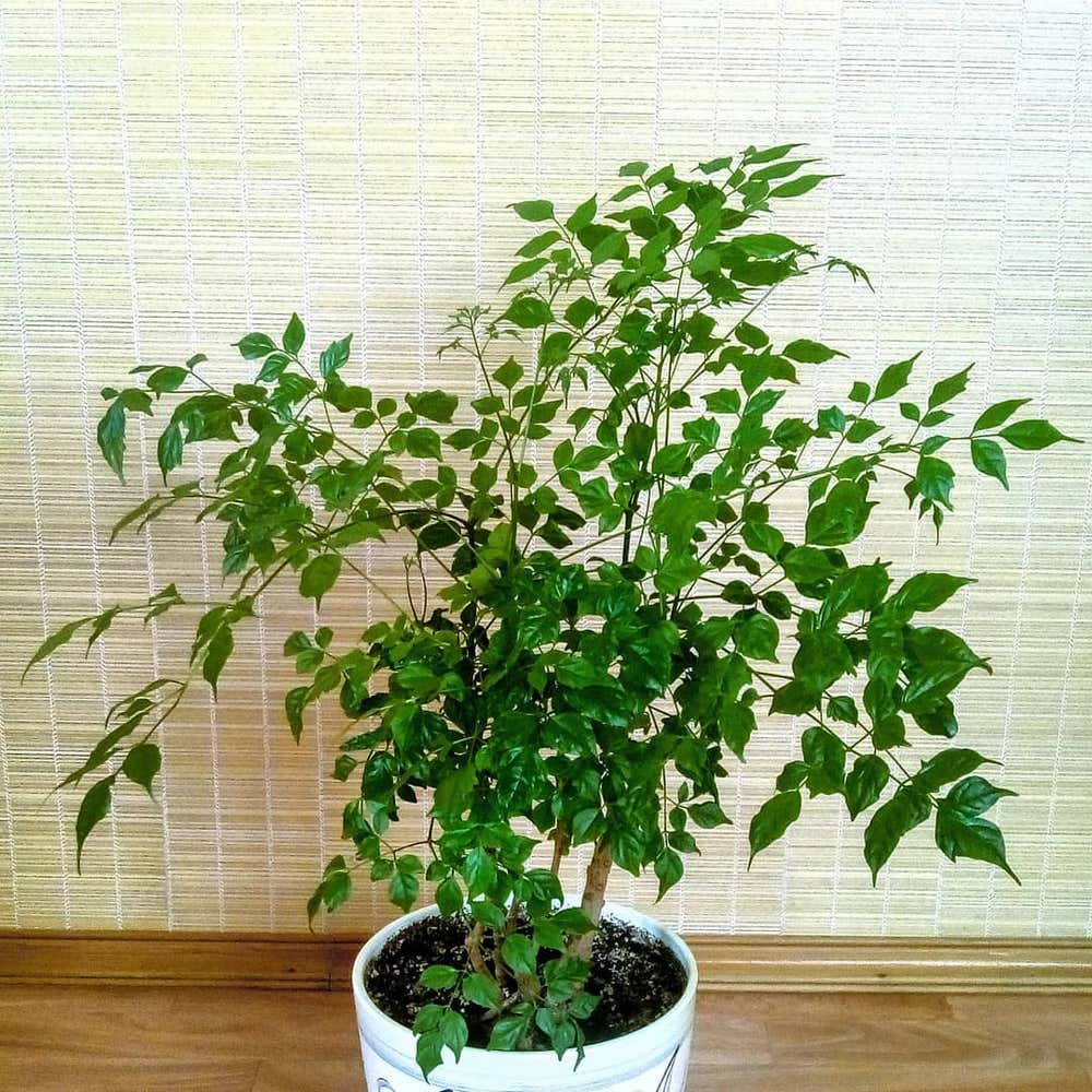 Photo of the plant species China Doll Plant on Greg, the plant care app