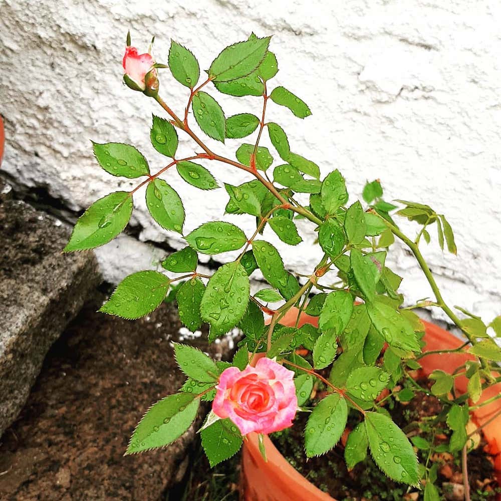Photo of the plant species China Rose on Greg, the plant care app