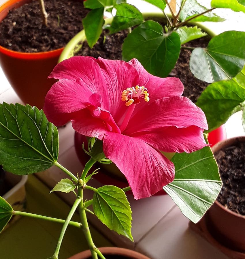 Keep Your Chinese Hibiscus Alive Light, Water & Care Instructions
