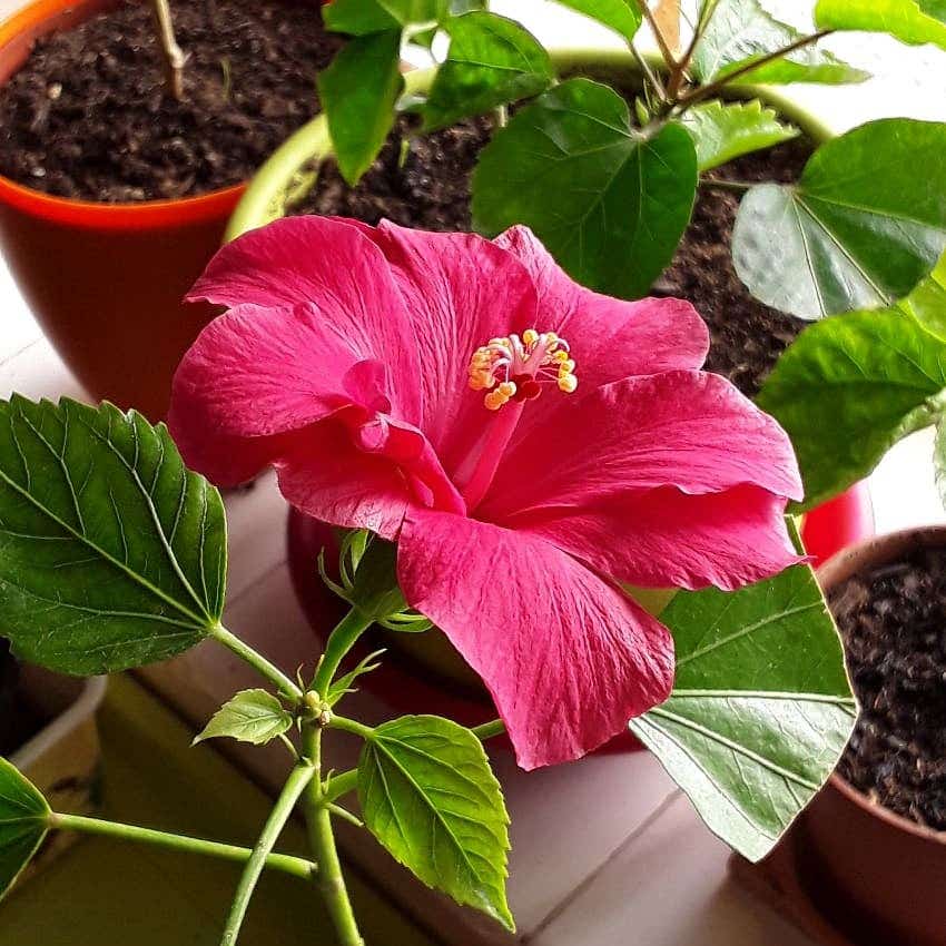 Photo of the plant species Hawaiian Hibiscus on Greg, the plant care app