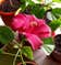 Calculate water needs of Chinese Hibiscus