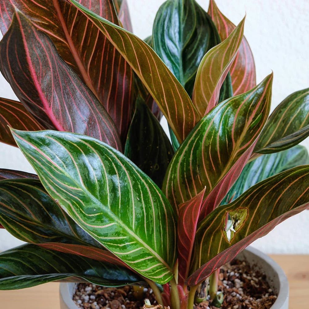 Photo of the plant species Chocolate Aglaonema on Greg, the plant care app