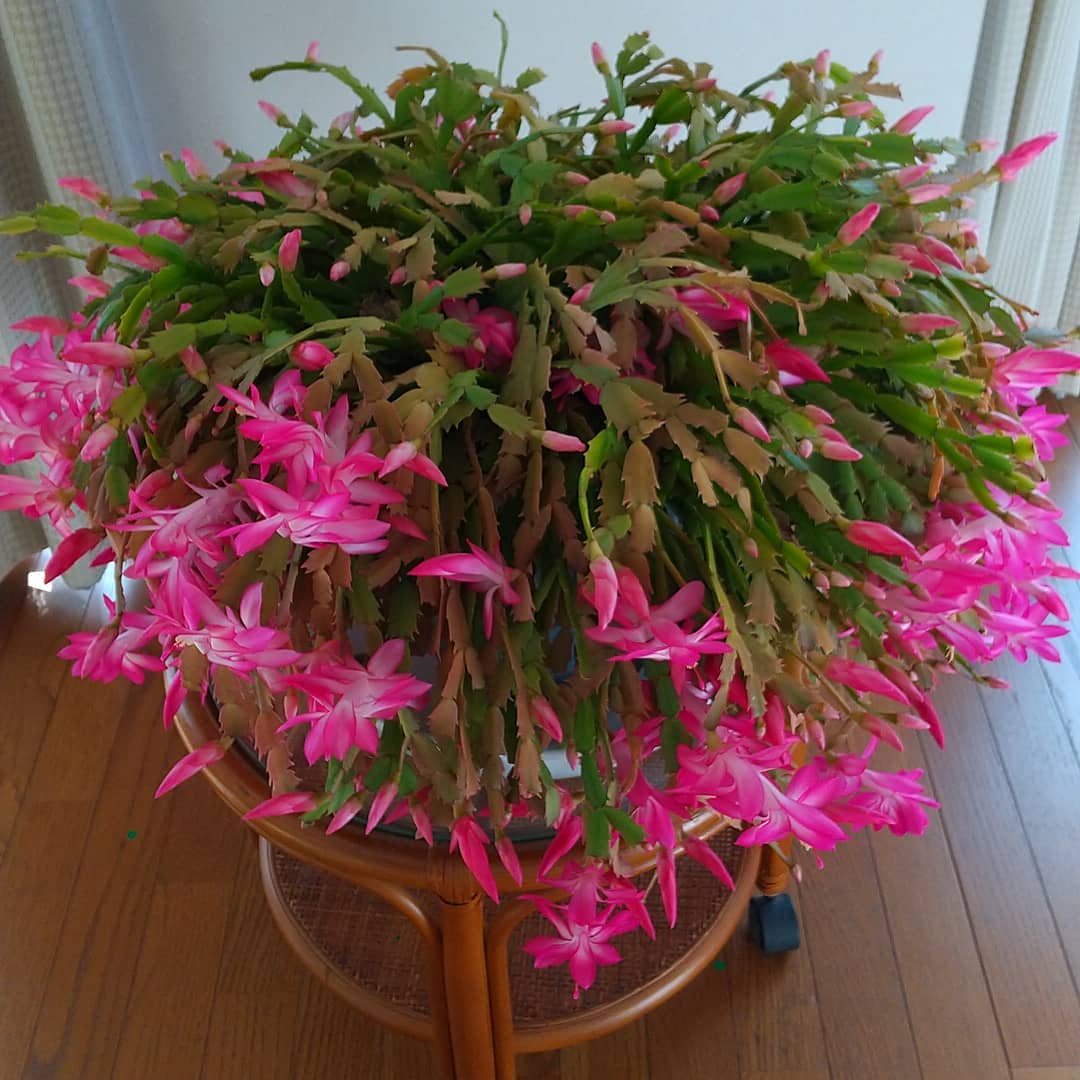 The Complete Christmas Cactus Plant Care Guide: Water, Light & Beyond
